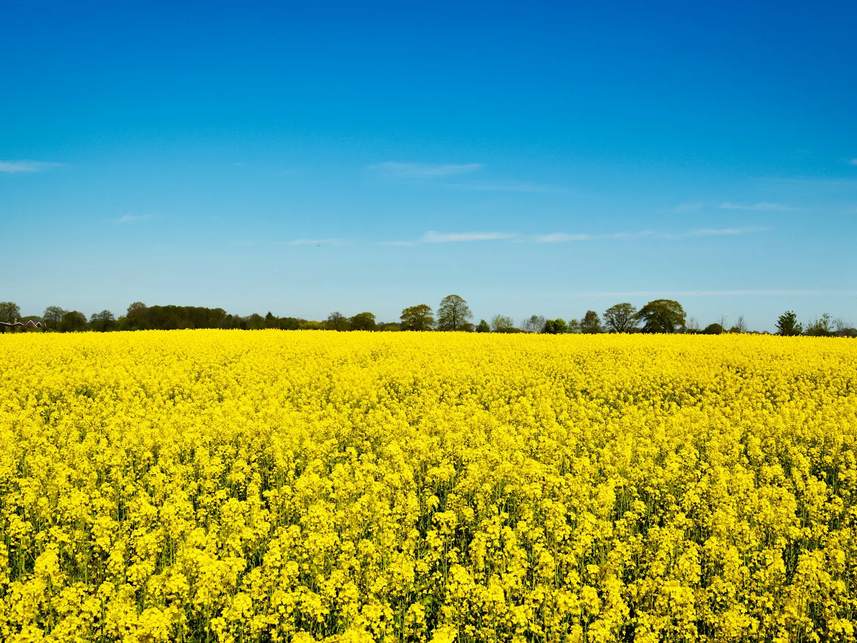 yellow flower field under blue sky during daytime
